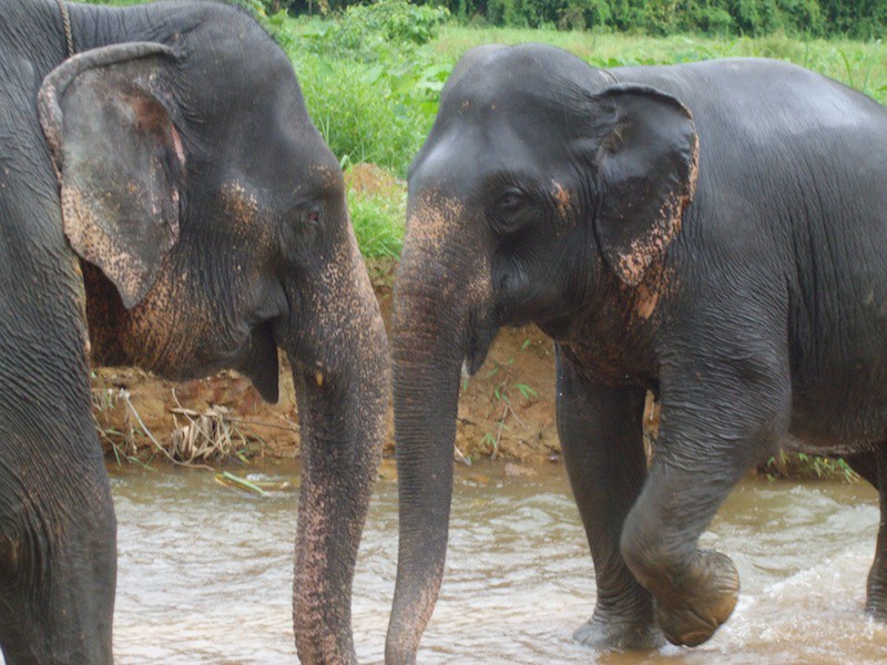 Khao-Sok-Las-Orquideas-Resort-Elephants